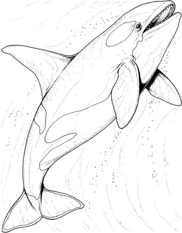 Orca Whale In The Ocean Coloring Page